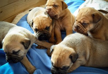 tips for choosing the best puppy