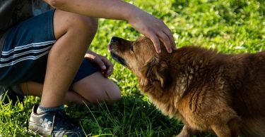 dog rescue adoption tips