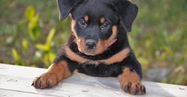 tips for selling puppies