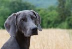 tips for choosing a stud dog