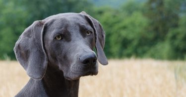 tips for choosing a stud dog