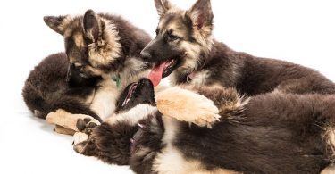 How to Wean Puppies