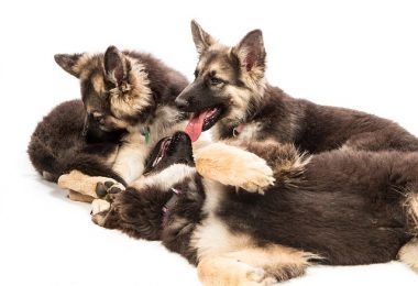 How to Wean Puppies