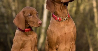 How to Select a Dog Collar